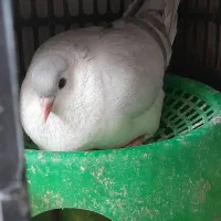 کبوتر چپ و دوبال