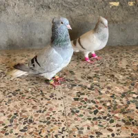 کبوتر