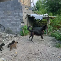 ماده سرابی با توله