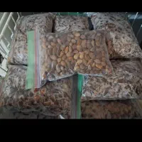 فروش بادام درختی شیرین