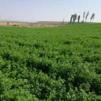 یونجه چین ۳ نازک برگ
