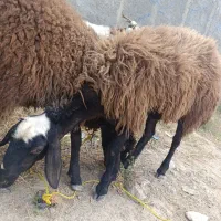 سلام یک بره ماده 33کیلوی کیلویی 700