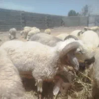 گوسفند