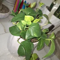 تعدادی گل و گلدان