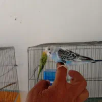 دوتا مرغ عشق نر ماده  آماده جفت گیری