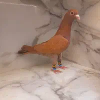 کفتر سرخ کرمونی ساده افشون  شازده