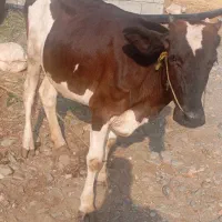 گوساله هلوشتن