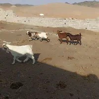 ‌بز‌وبزغاله‌پاکستانی‌وبره‌ی‌نر