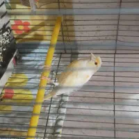 قناری ابری ماده