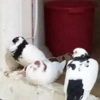 دوعدد جوجه خارجی هملت دم سیاه دم قهو ه ای نژاددار