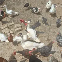 اردک خارجی نر و ماده