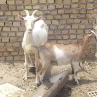 بز و کهره
