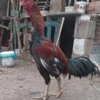 خودش لاری