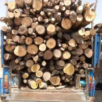 خرید درخت اکلاتوس و درخت میوه