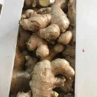پخش عمده زنجبیل