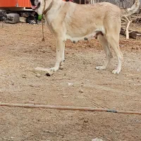 ماده پژده اصیل