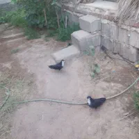 کفتر