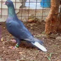 لاکی دمسفید میخ ر م