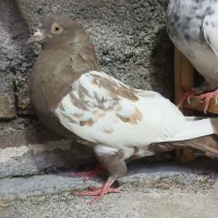 کبوتر نرو ماده