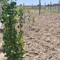 باغچه هزار متری