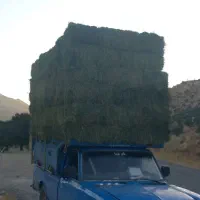 باسلام یونجه ساق ریز درجه یک