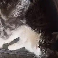 واگذاری گربه چین چیلا دوماهه