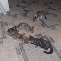 واگذاری رایگان گربه سه ماهه