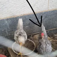 خروس طوسی قلم سیاه 5 ماهه گلین لری اصل
