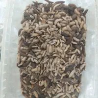 لارو مگس سرباز غذای ماهی و طیور پروتئین مکمل