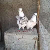 کبوتر نروماده طوقی هفت رنگ