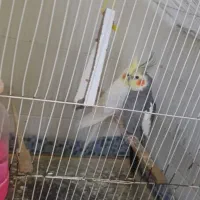 عروس هلندی نرو ماده