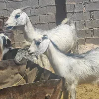 بز دوقلو زا گیسه چاق گوسفند