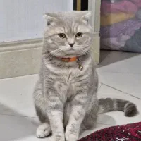 گربه اسکاتیش فولد نر