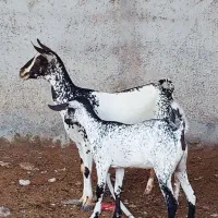 صلاله