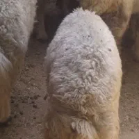 دو عد بره شیری