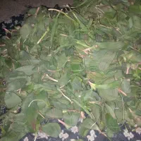 سیرک،والک