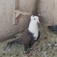 سرسفید کلایی نر بدون زیر رو