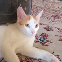 واگذاری بچه گربه باهوش وناز