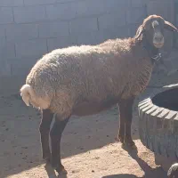 یک عدد میش چاق به فروش می‌رسد