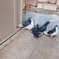 کبوتر|پرنده|فسا, |دیوار