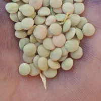 عدس|خوردنی و آشامیدنی|شباب, |دیوار