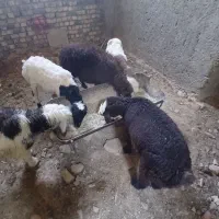بره
