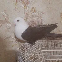 کبوتر