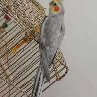 عروس هلندی نر سخنگو