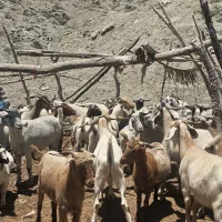 گوسفند فروشی