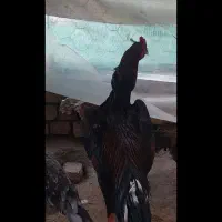 تخم مرغ لاری اصلی