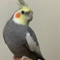 عروس هلندی نر آماده دستی