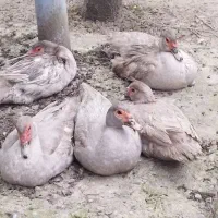 جوجه اردک اسرائیلی نقره ای طوسی نژاد کمیاب