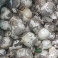 موسیر