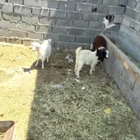 بزغاله نر و بره نر و ماده